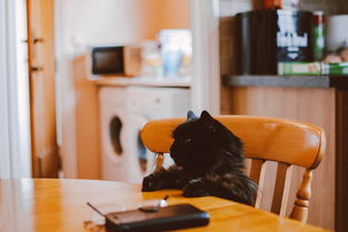 猫家具改色膜品牌大解析