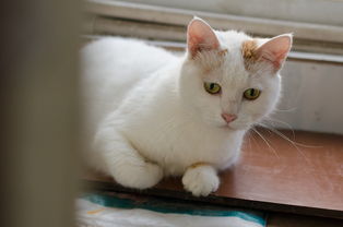 猫家具改色膜品牌大解析