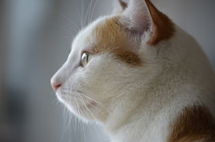 小猫使用尿不湿的明智选择