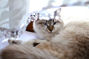 猫咪洗澡新体验—揭秘猫沐浴露品牌好！