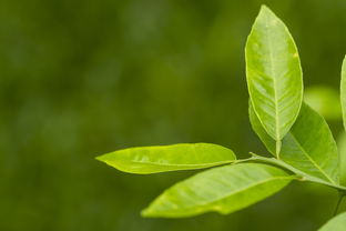 茶叶的品牌选择攻略，如何挑选适合自己的茶叶品牌